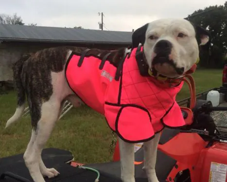 Wild Boar USA Devastator Vest