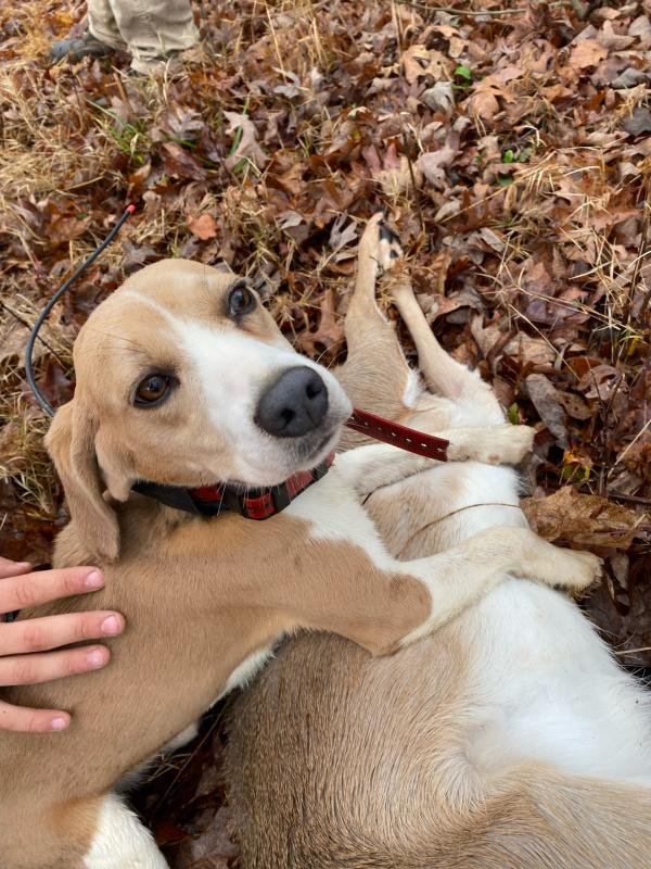 Registered vs Non-registered Hounds
