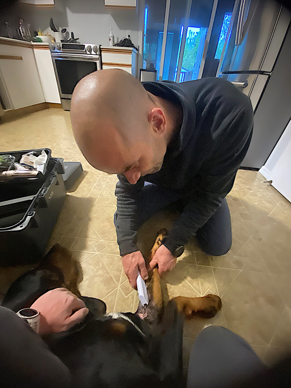 Your Hound Has Been Bitten, What Do You Do Next?