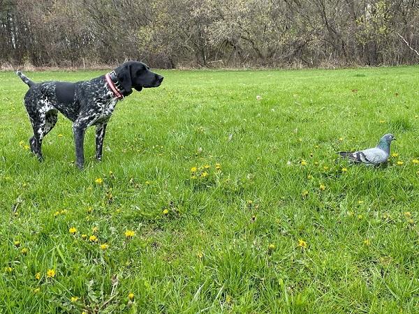 What Do I Need to Train a Bird Dog