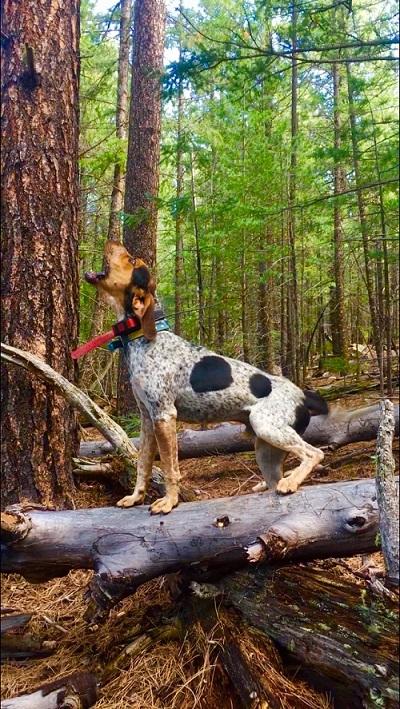 Tips for Developing a Young Hound