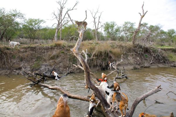 What's the Best Breed?