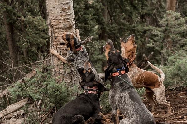 Five fears of Houndsmen