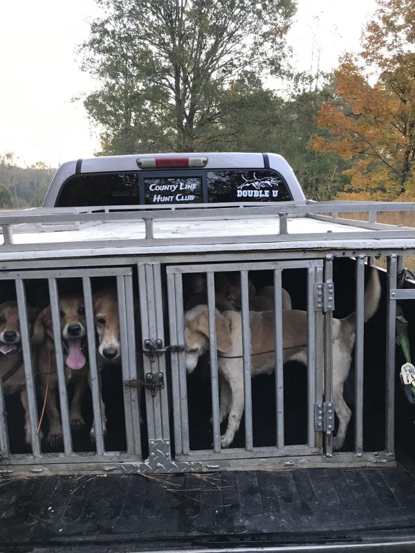Building the “Perfect Pack” For Deer Hunting Dogs