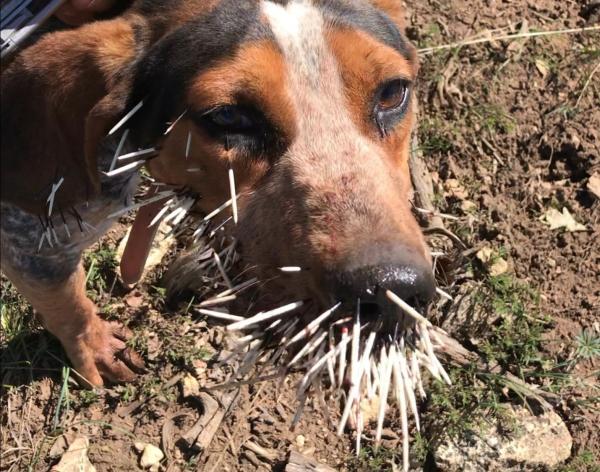 Learning to Recognize When Your Dog Is Trashing