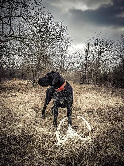 Fight The Off-Season Blues with an Introduction to Shed Hunting