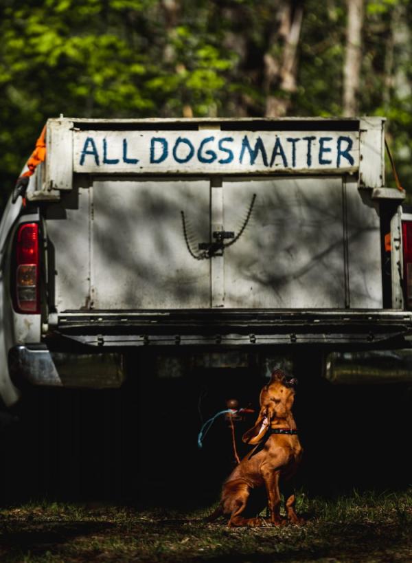 Dog Gone Lies? Busting the Top Five Hound Hunting Myths