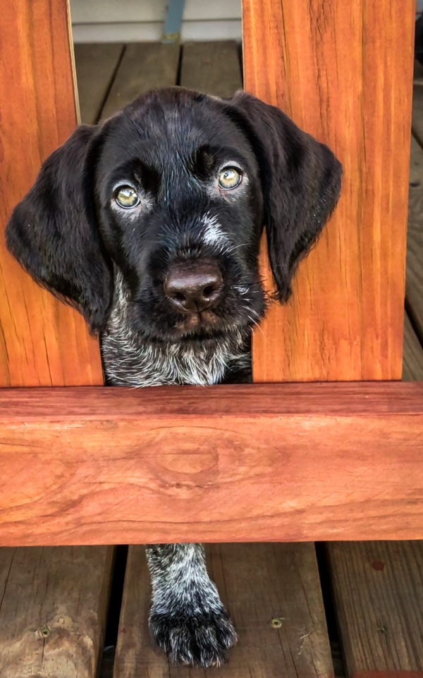 You’re Getting Your First Gun Dog, Now What?