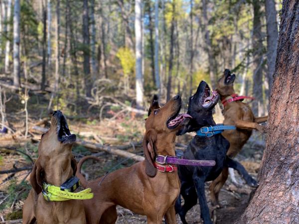 Keep Your Hounds at the Top Of Their Game With These 5 Tips!