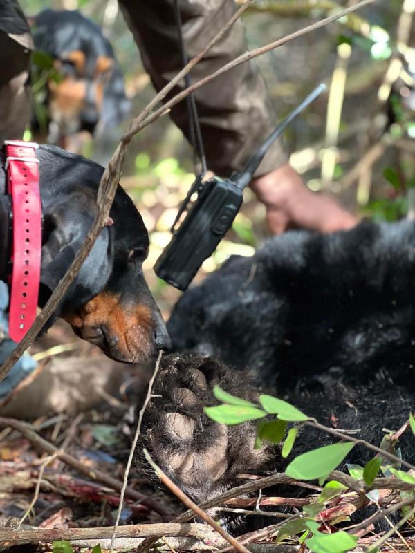 The Most Memorable Bear Hunt