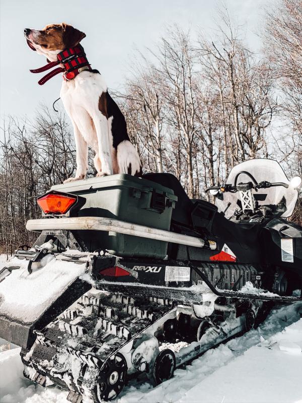 Hound Photography for Dummies