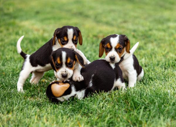 How to Pick a Beagle Puppy