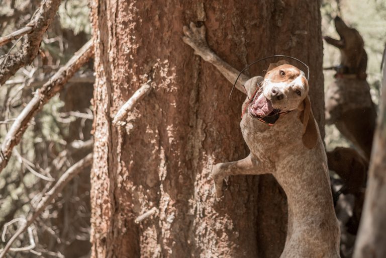 Ever had Parvo at your place? We've got some prevention tips from the expert!