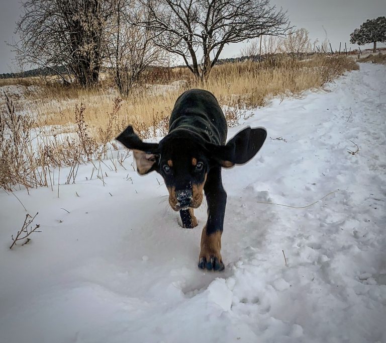 What’s the Trick to Picking Your New Hound Pup?