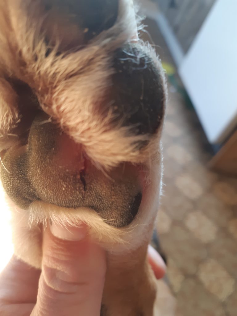 Feet Problems? A Few Tips for Keeping Your Dogs Feet Healthy