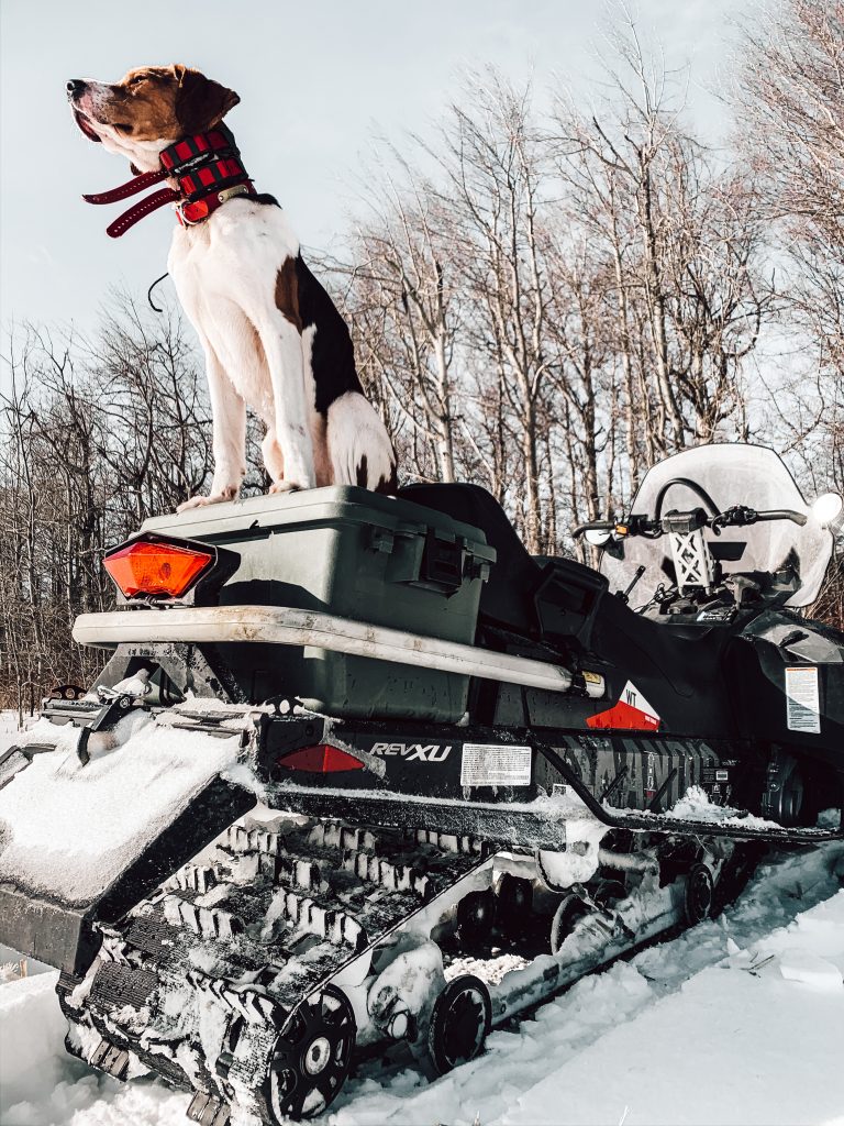 Hound Photography for Dummies