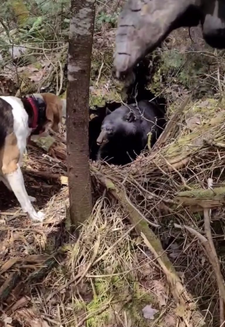 Combat First Aid: Hound Edition