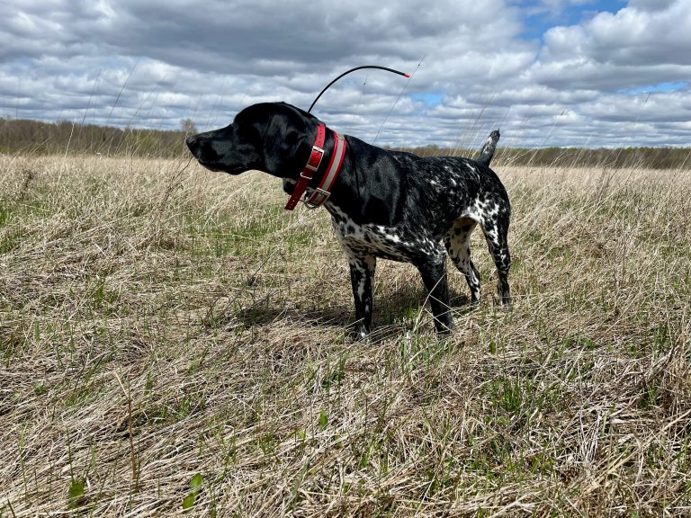 Hound dogs vs. bird dogs