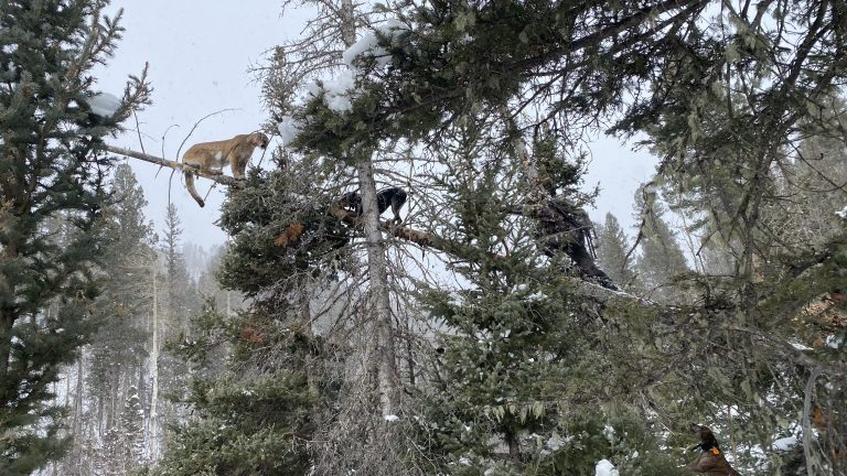 5 Things to Consider Before Getting a Big Game Hound