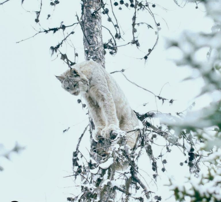 Keep Losing the Lynx Chase Game? Tips to Help Your Dog Succeed