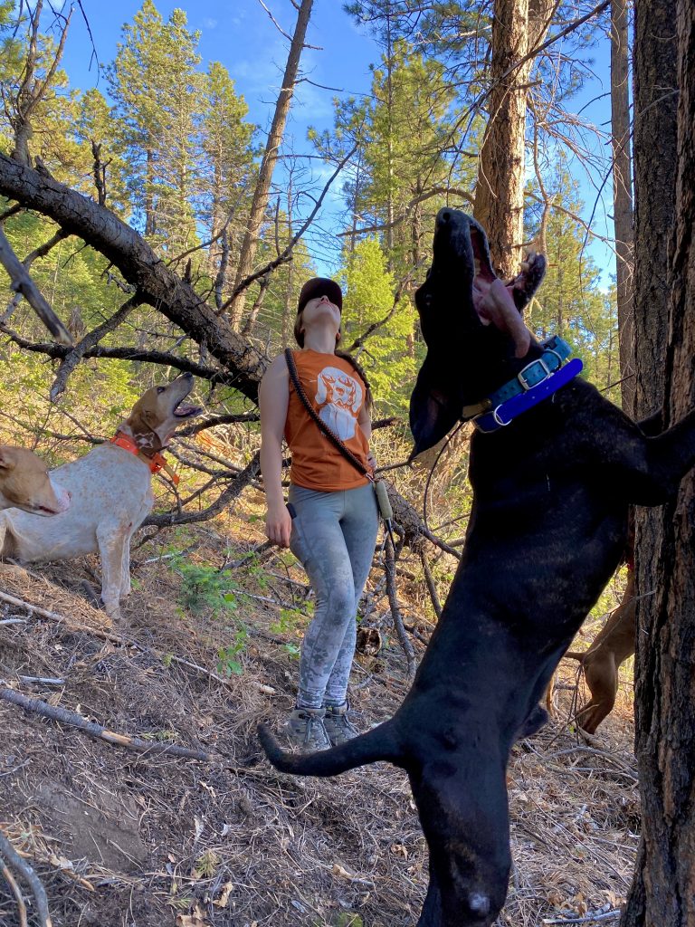 Young Pups or Older Hounds, which one is better?