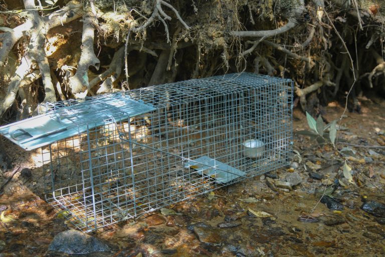 How to Trap a Raccoon