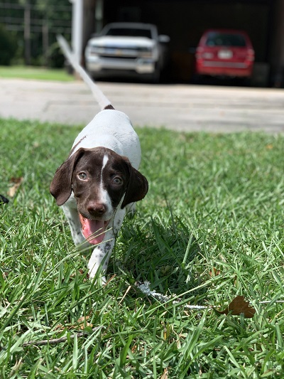 the dos and don'ts of crate training