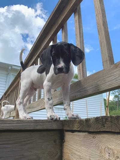 crate training dos and donts