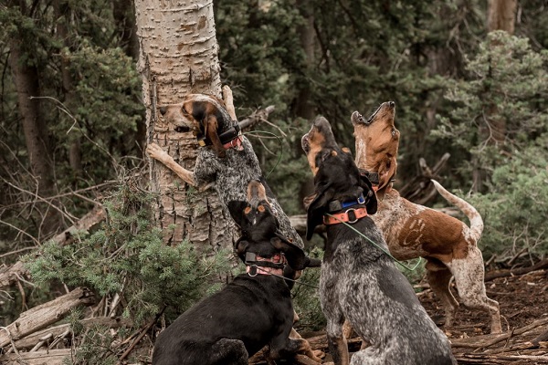 Five fears of Houndsmen