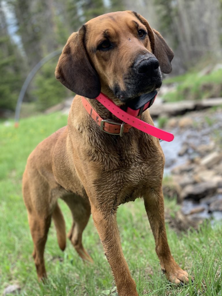 can you teach an old dog new tricks?