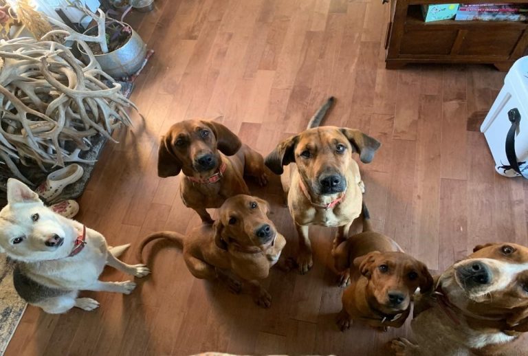 You can’t teach an old dog new tricks, Can you?