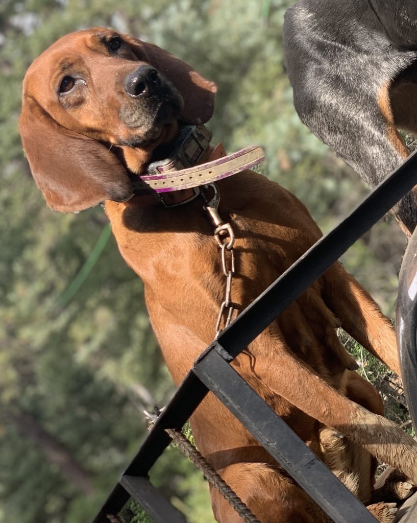 Teach an old dog new tricks