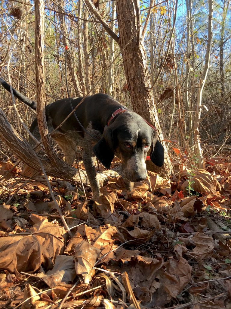 Conserving the Image of the Hound