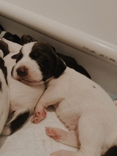Puppy Fever