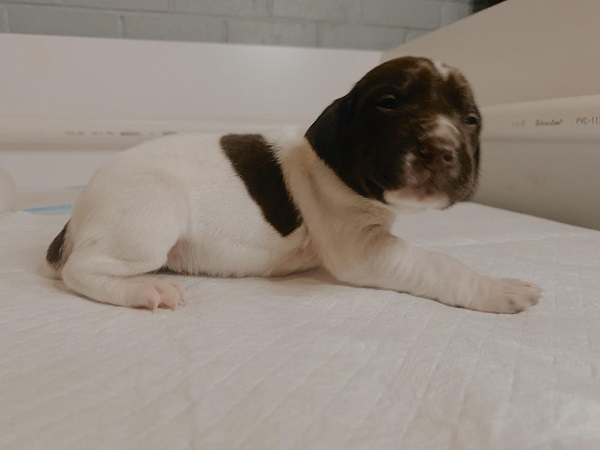 GSP Puppy