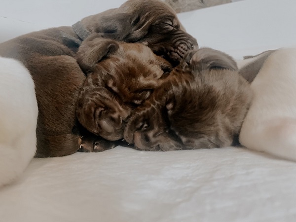 GSP Puppies