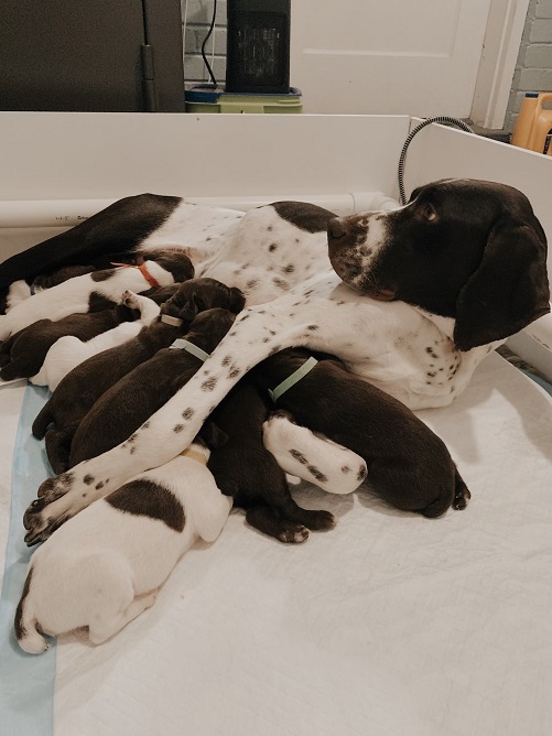 GSP Dog and Puppies