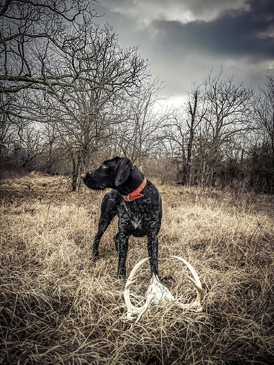 Fight The Off-Season Blues with an Introduction to Shed Hunting
