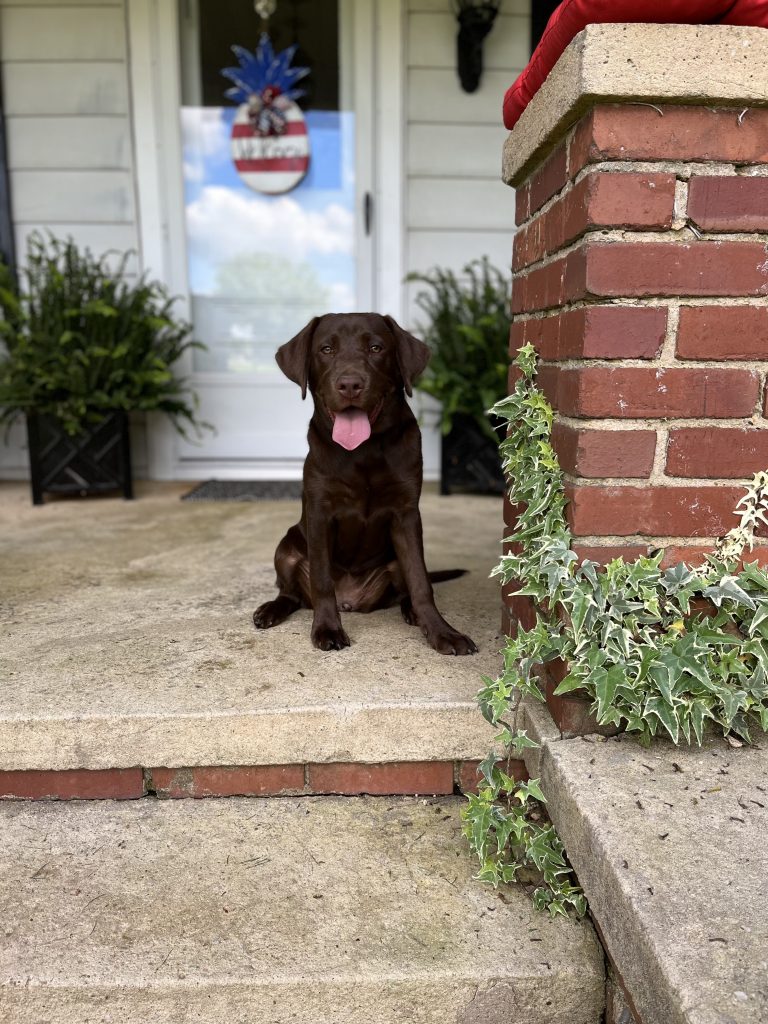 Tips for Conditioning a Dog to Gunfire